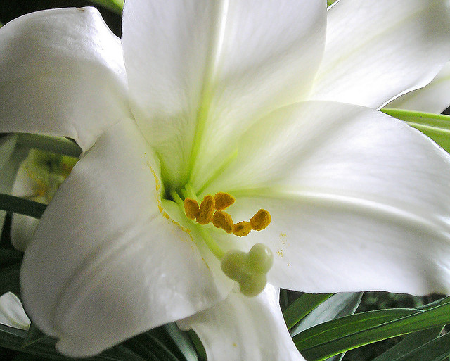 Easter Lilly