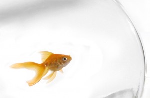 goldfish_josullivan.59